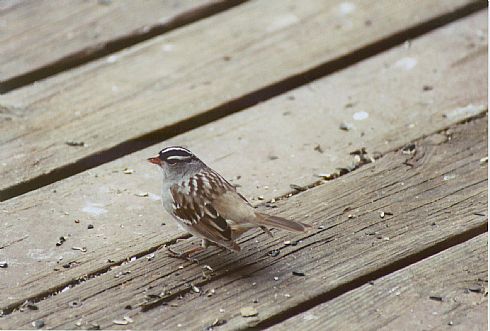 White-crowned Sparrow