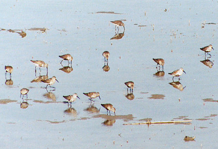 Dunlin