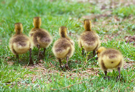 Canada Goose