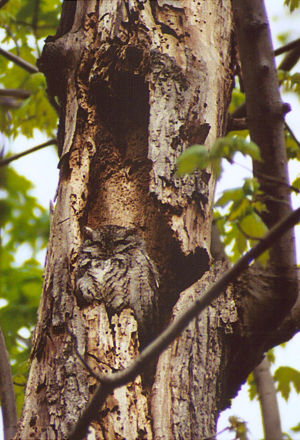 Eastern Screech-owl