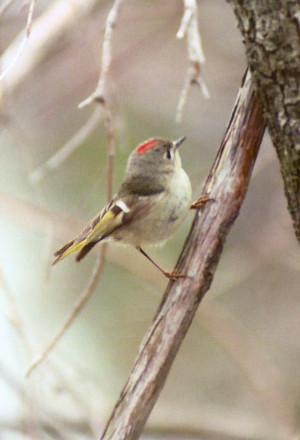 Ruby-crowned Kinglet