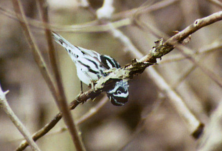 Black-and-white Warbler