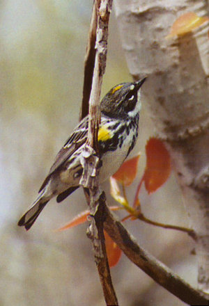 Yellow-rumped Warbler