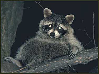 Raccoon