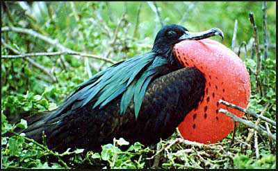 Frigatebird