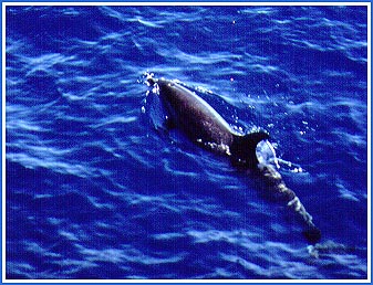 Pacific Spotted Dolphin