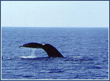 Sperm Whale 