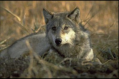 Gray Wolf