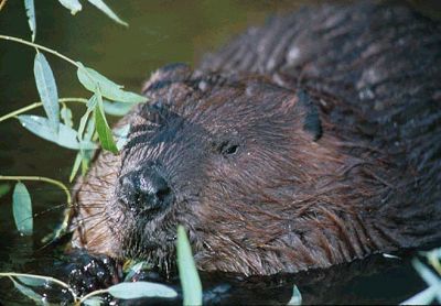 American Beaver