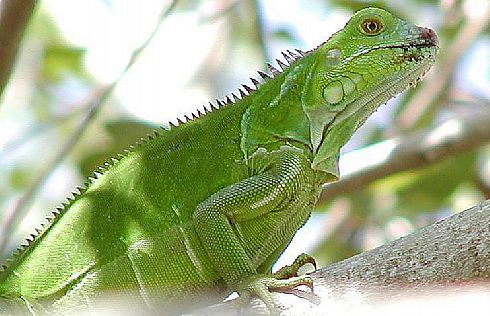 Iguana