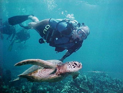 Green Sea Turtle Encounter