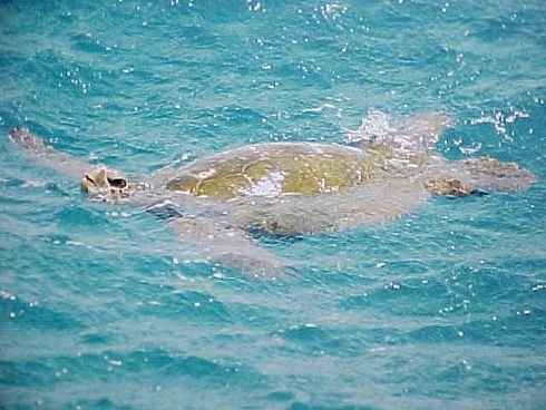 Green Sea turtle