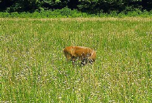 Mother Deer & fawn