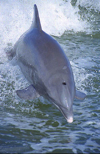 Everglades Porpoise