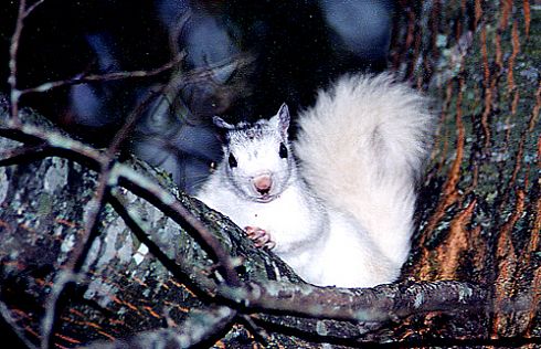 Brevard White Squirrel