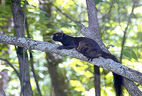 Black Fox Squirrel