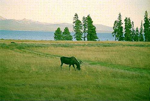 Yellowstone Moose