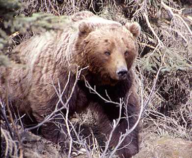 Grizzly on the move