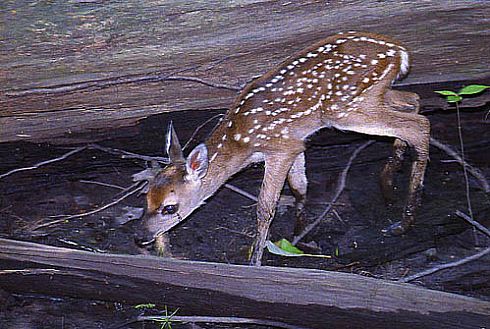 Baby Fawn