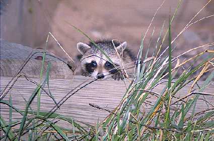 Peek a Boo Racoon