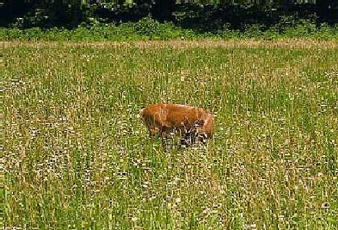 Baby fawn and Mom