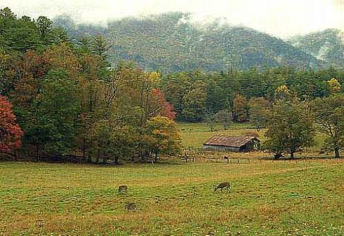 Grazing Deer