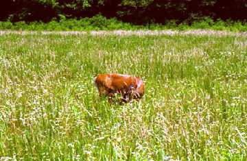 Mother Nursing fawn