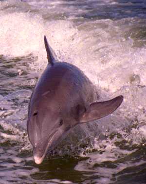 Flying Porpoise#2