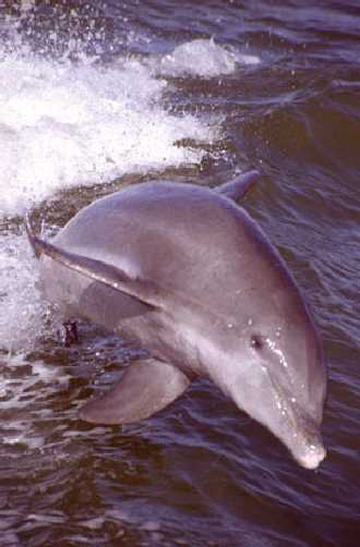 Sidewinding Porpoise