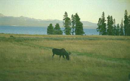 Yellowstone Moose No. 2