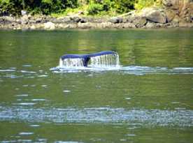 Humpback Whales Tail