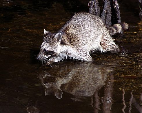 Racoon &Reflection