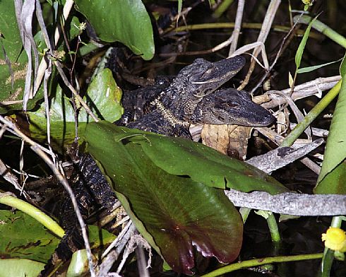 Gator Buddies