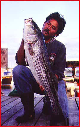 Striped Bass