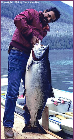 Rivers Inlet King