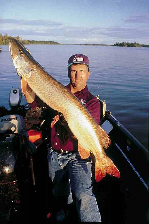 Trophy Musky