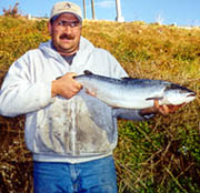 Searun Brown Trout