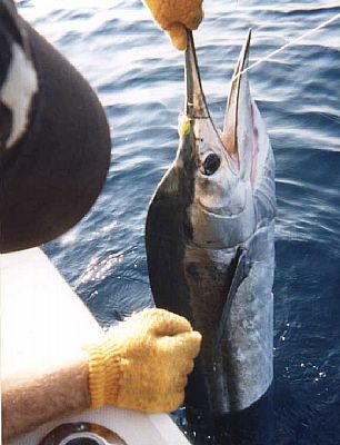 Miami Sailfish