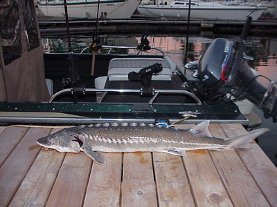 Oct 18 Columbia Sturgeon