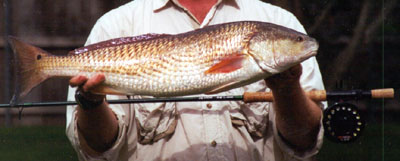 Louisiana Redfish 