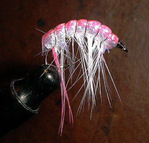 Shrimp Fly