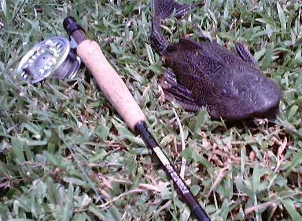 Armored catfish