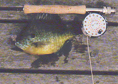 spawn time bluegill