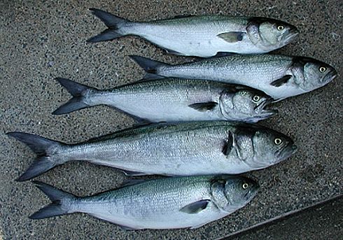 Bluefish