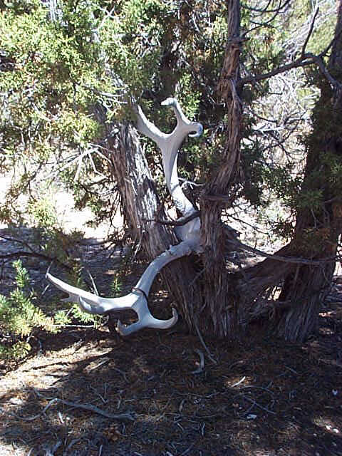 Mule Deer Skull