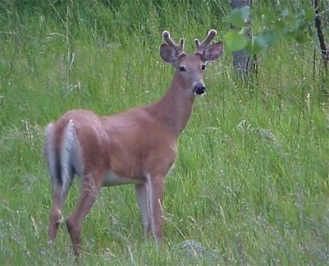 Whitetailed Deer