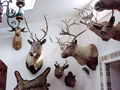 Trophy Room 5