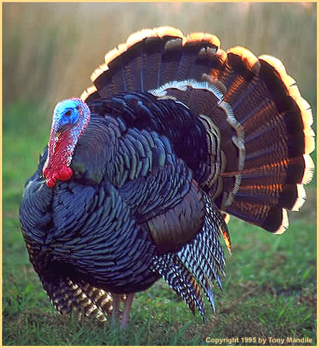 Merriams Turkey