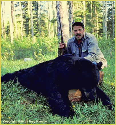 BC Black Bear