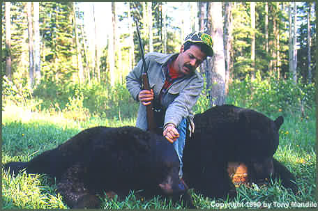 BC Black Bear II